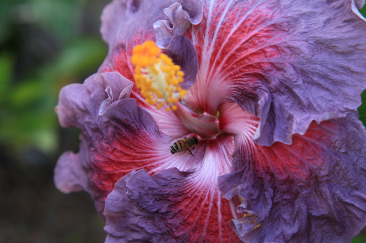 STORM FRONT purple flower